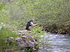 truchas en asturias,pesca truchas,asturias mosca,pesca a mosca pesca mosca